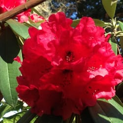 Sonoma Horticultural Nursery