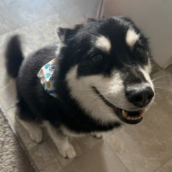 Groom and Fix - Pet Groomers Near Me - Las Vegas, Nevada Groom and Fix - Pet Groomers Near Me - Las Vegas, Nevada