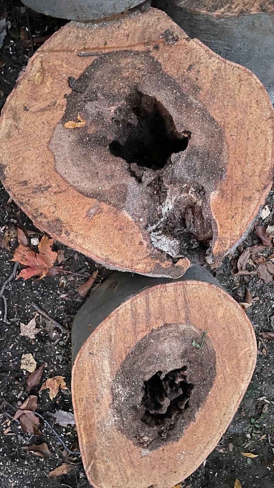 Veteran Tree Services - tree service in Laurel, MD