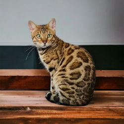 The Kitten Spot
