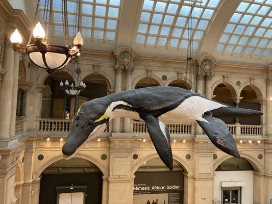 Bristol Museum & Art Gallery by null