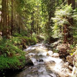 Mill Creek Trail
