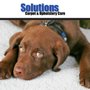 Photo of Solutions Carpet & Upholstery Care