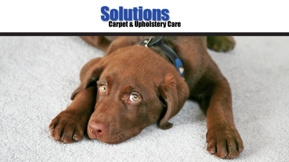 SOLUTIONS CARPET & UPHOLSTERY CARE Updated August 2024 302 N Marias Ave, Clawson, Michigan