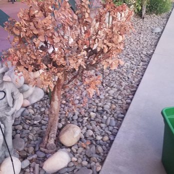 Bergman Landscape - Plants around the house dying because of several broken sprinklers. - Landscaping Near Me - Hilmar, California Bergman Landscape - Plants around the house dying because of several broken sprinklers. - Landscaping Near Me - Hilmar, California