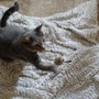 Photo of San Diego Cat Boarding & Sitting