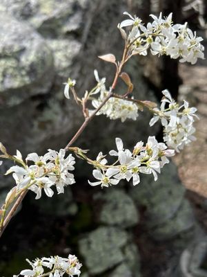Cheaha State Park by null