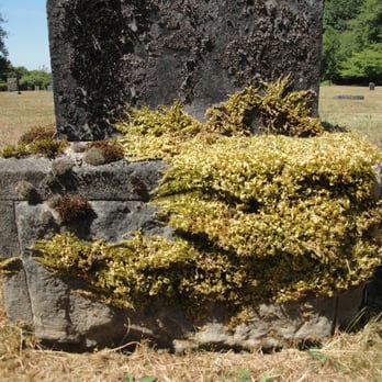 Hamilton Cemetery - old moss - Funeral Services & Cemeteries Near Me - Hamilton, Washington