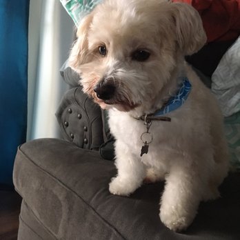 Furr Paradise Stanton - Nemo's haircut! He looks sad but he's just woke up haha - Pet Groomers Near Me - Stanton, California