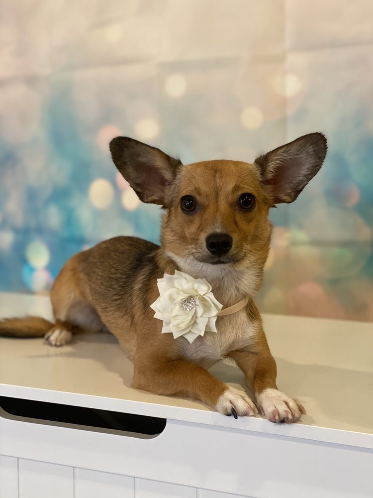 ROXY’S PAW SPA Updated August 2024 19 Photos 711 N Palora Ave