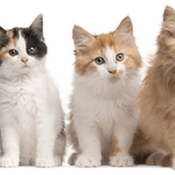 Roundstone Mobile Veterinary Services - Mobile Vet Toronto