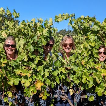 Napa Valley Wine Guides - Wine Tours Near Me Napa Valley Wine Guides - Wine Tours Near Me