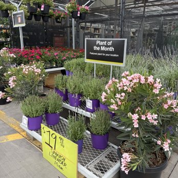 The Home Depot - Lavender plants - Nurseries & Gardening Near Me - Las Vegas, Nevada