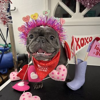 Groomer On Wheels - Pet Groomers Near Me Groomer On Wheels - Pet Groomers Near Me