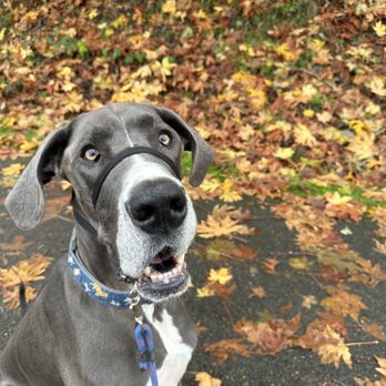 Jax Dog Drop Redmond - Companion Walk - Pet Sitting Near Me - Redmond, Washington