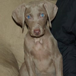 Gabrielle Pohl, AKC - First night home - 12 wks old