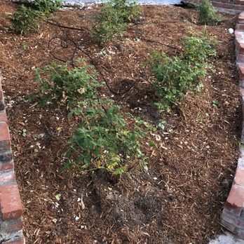 Castro Landscaping Service - These were rose bushes a month ago, now dying. - Landscaping Near Me