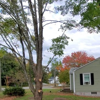 Bolduc Tree Service - Trimmed Maple #1 - After - Tree Services Near Me - Fremont, New Hampshire