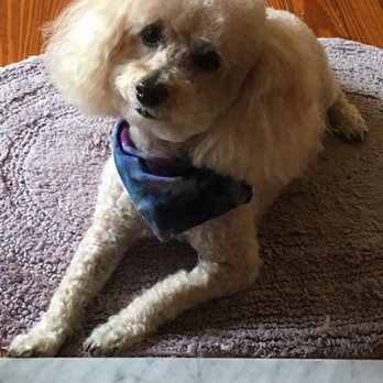 Fancy That Dog Grooming - Pet Sitting Near Me - Tampa, Florida Fancy That Dog Grooming - Pet Sitting Near Me - Tampa, Florida