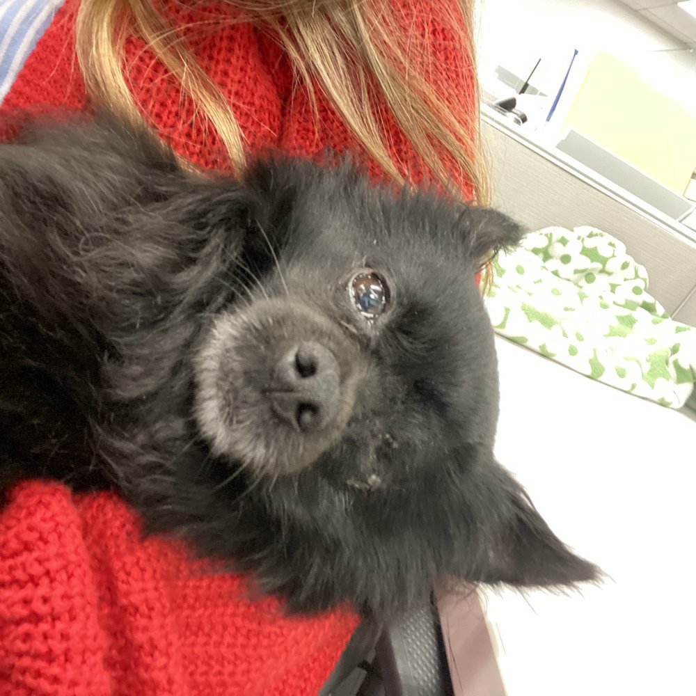 OC Pom Rescue - Community Service/Non-Profit Near Me - Huntington Beach, California OC Pom Rescue - Community Service/Non-Profit Near Me - Huntington Beach, California