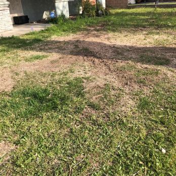 Rudy Tree Service - No tree No roots - Tree Services Near Me