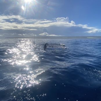 Hawaii Shark Encounters - The cage is left behind for the next set of brave souls. - Diving Near Me - Haleiwa, Hawaii Hawaii Shark Encounters - The cage is left behind for the next set of brave souls. - Diving Near Me - Haleiwa, Hawaii