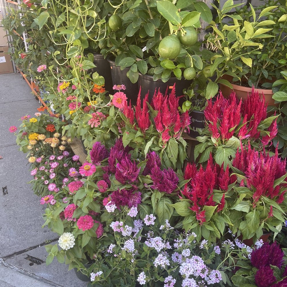 Dahing Plants - Don't miss the hanging citrus fruit! - Florists Near Me - New York, New York