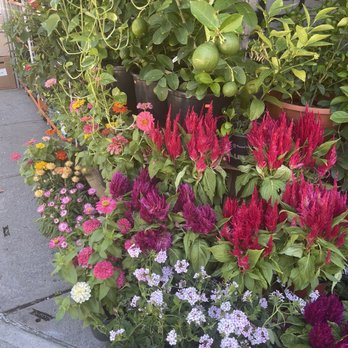 Dahing Plants - Don't miss the hanging citrus fruit! - Florists Near Me - New York, New York