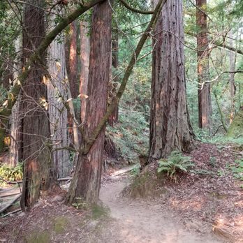 Phoenix Lake - Hiking Near Me - Ross, California