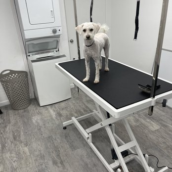 Paws R Us - Fresh and clean :) - Pet Groomers Near Me - Fresno, California Paws R Us - Fresh and clean :) - Pet Groomers Near Me - Fresno, California