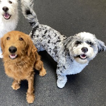 Good Dog Playcare - Dog Walkers Near Me - San Francisco, California Good Dog Playcare - Dog Walkers Near Me - San Francisco, California