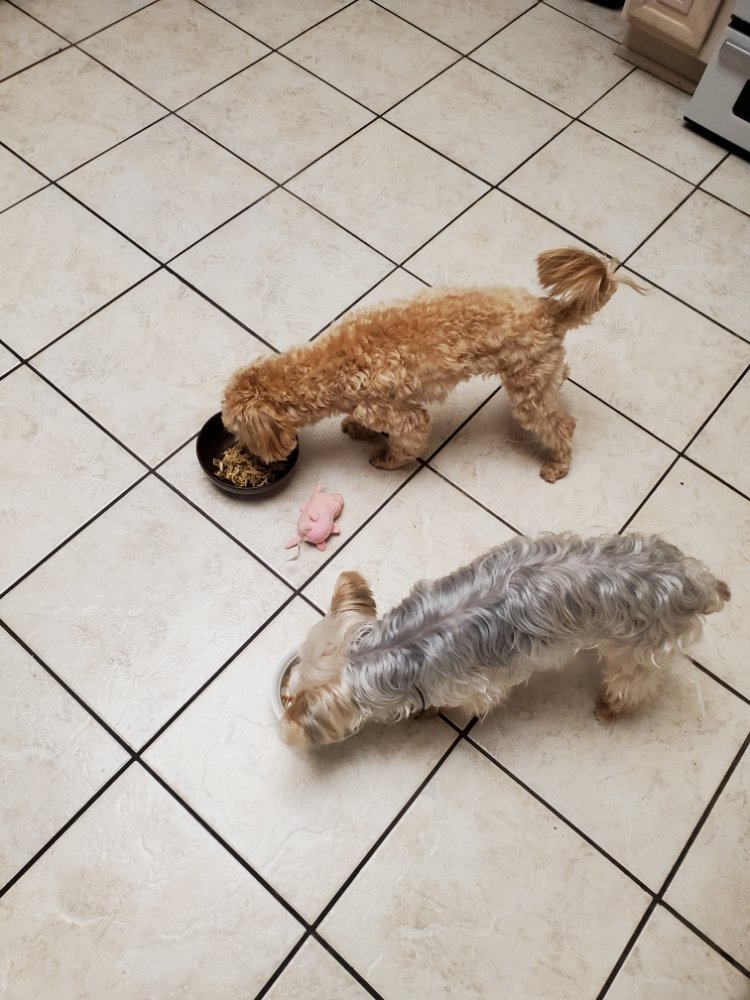 Groomom Dog Boarding - pet boarding facility in Las Vegas, NV