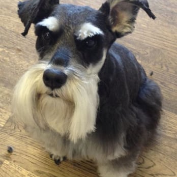 Broadway Pampered Pets - Pet Groomers Near Me - Boise, Idaho