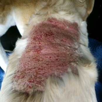 Babe's Bubbles Mobile Pet Spa - Jasmine's infected post-grooming furunculosis 2 days after seeing Roxanne - Pet Groomers Near Me