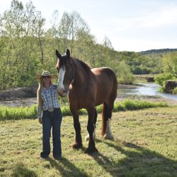 The Clydesdale Experience