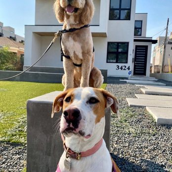 Behavior Vets - Pet Training Near Me - Castle Rock, Colorado