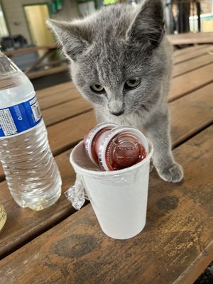 Kelly's Brighton Marina & Campground by null