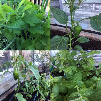 Urban Seedling - a variety of plants growing in a container - Landscaping Near Me - Montreal, Quebec Urban Seedling - a variety of plants growing in a container - Landscaping Near Me - Montreal, Quebec