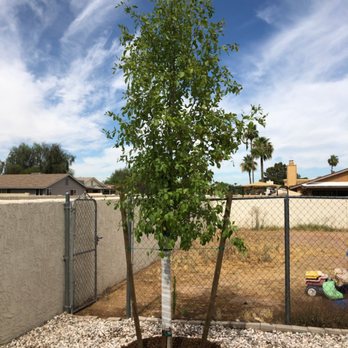 Moon Valley Nurseries - The new Arizona Ash brings such beauty (and shade!) to the side yard! - Nurseries & Gardening Near Me - Chandler, Arizona