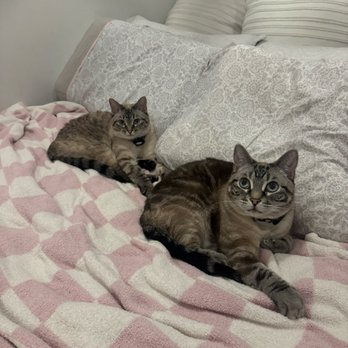 City Paws Cat Sitting - Pet Sitting Near Me