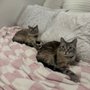 Photo of City Paws Cat Sitting