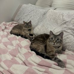 City Paws Cat Sitting