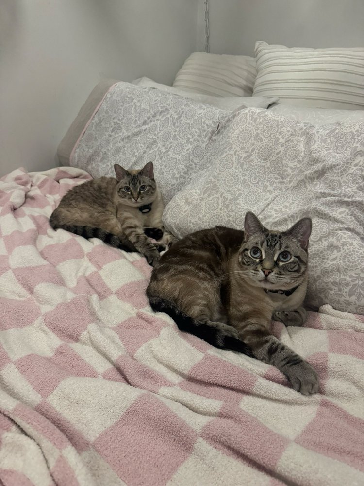 City Paws Cat Sitting - pet boarding facility in Boston, MA