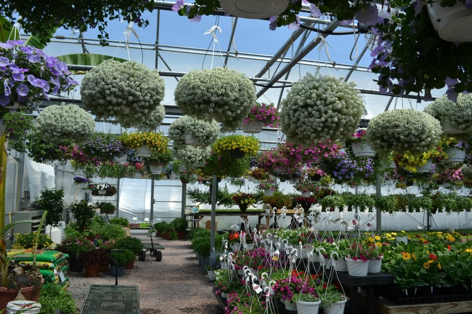 COUNTRYSIDE FLORAL AND GREENHOUSES Updated September 2024 129 Mount