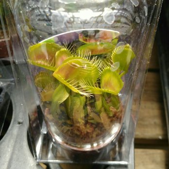 Kim's Nature - Venus fly traps - Nurseries & Gardening Near Me - Markham, Ontario Kim's Nature - Venus fly traps - Nurseries & Gardening Near Me - Markham, Ontario