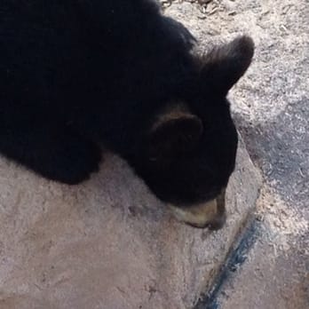 Bearizona - Zoos Near Me - Williams, Arizona