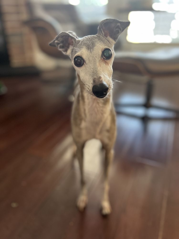 BLINK VETERINARY EYE SPECIALISTS Updated August 2024 13617 Inwood