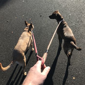 Adopt A Doggie - Morning walkies - Pet Adoption Near Me Adopt A Doggie - Morning walkies - Pet Adoption Near Me