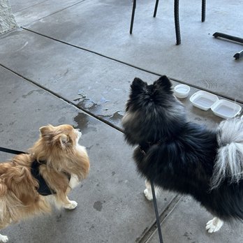 Richi’s Diner - Ki our pomsky and Benoni our Pomeranian on patio - Italian Near Me - Surprise, Arizona
