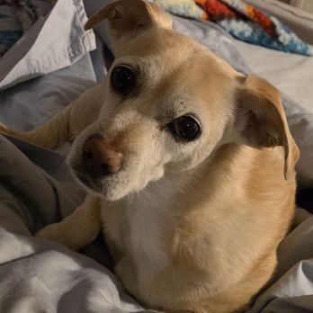 Sunny Days Mobile Grooming - Pet Groomers Near Me Sunny Days Mobile Grooming - Pet Groomers Near Me